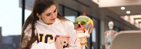 Biology student looking at model of human skull