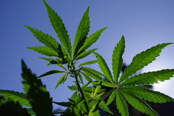 Green cannabis leaves with serrated edges are shown up close, backlit by sunlight against a clear blue sky, highlighting the leaf veins and shapes.