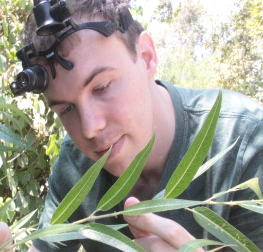 A person wearing a head-mounted magnifier closely examines green leaves on a plant outdoors, surrounded by foliage and sunlight.
